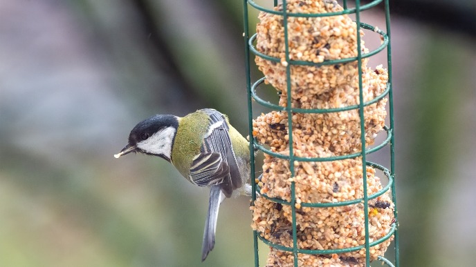 Ptice kao lek za stres